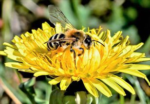 bier samler pollen