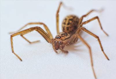 frimærke Menneskelige race Dæmon Edderkopper - Se hvad du skal gøre når du finder edderkopper i hjemmet