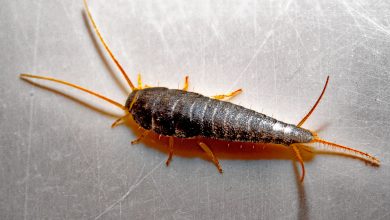 Sølvfisk på metalflade med glat, sølvblank krop uden kraftige børster